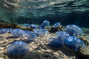 海洋动物水母高清图片