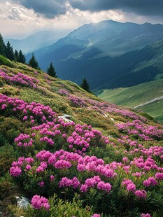 山花烂漫鲜花盛开