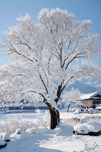 雪景古树