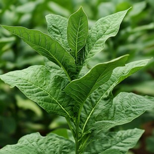 烟草种植烟草加工