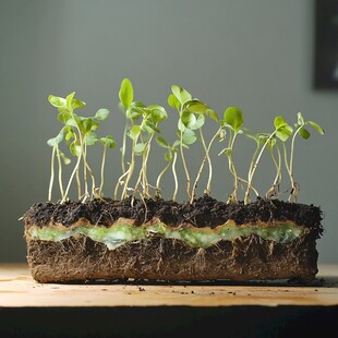 豆芽摆艺术