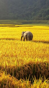 大白鹅与稻田