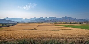 远山下的麦田