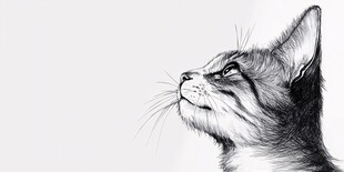 猫咪黑白风插画