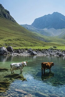 牛草地大山溪水