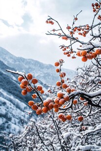 雪映红果