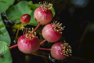 芡实高清图