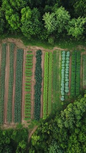 蔬菜基地俯拍