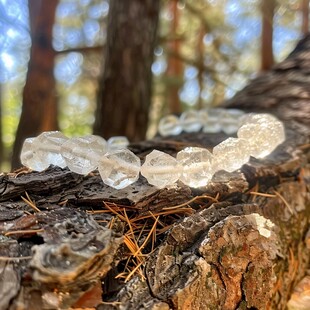 燕窝菌