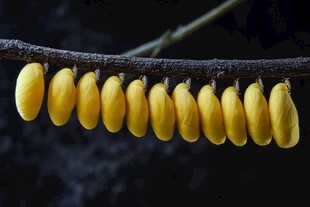 近摄结香花花蕾