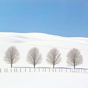 雪原枫树