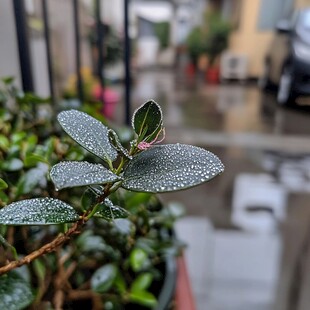 雨珠盆栽