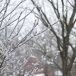 雪中梅