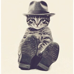 素材潮流猫咪