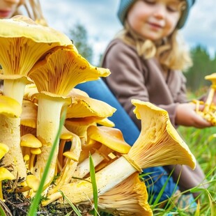 牛肝菌采蘑菇的小女孩