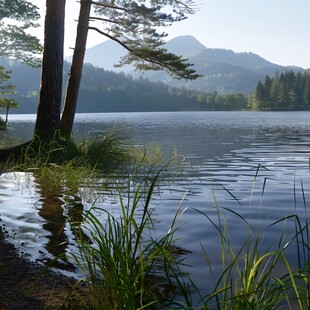 高山湖泊松树