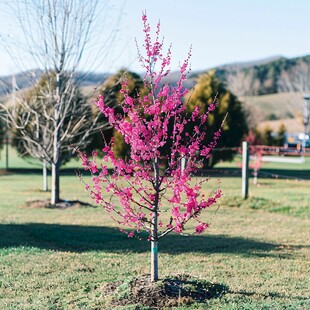 樱花树种植樱花园