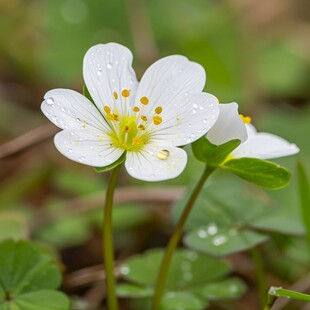 野草莓正开花白色