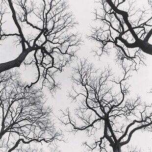 黑白壁纸树枝