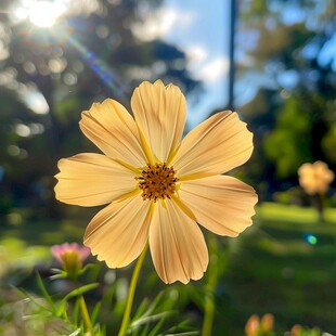 光影花卉格桑花开