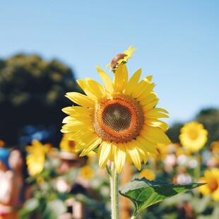 太阳花向日葵蜜蜂