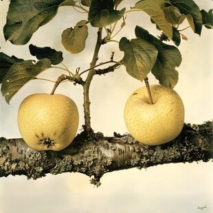 逼真的水果艺术