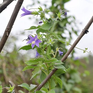 蓝色豆角花