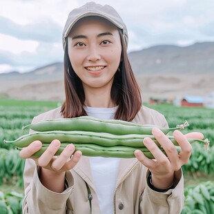 无筋豆采摘