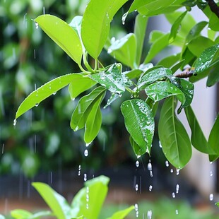 一串雨珠一片叶