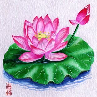 荷花彩铅画