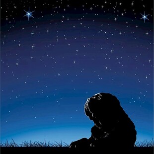 喜欢星星的河马