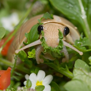 虫吃青菜