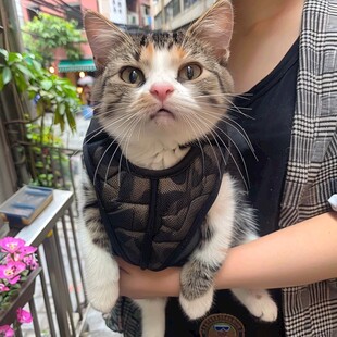 猫咪穿搭