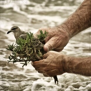 名人手植树