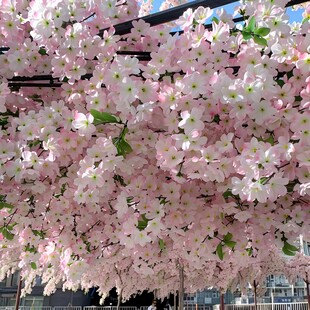 仿真樱花