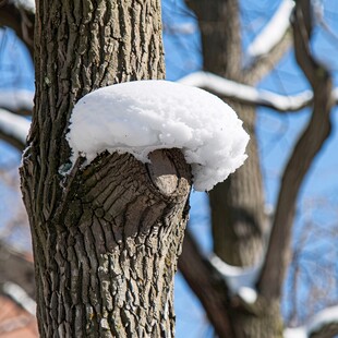 梧桐树上的积雪