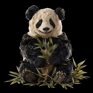 写实熊猫插画