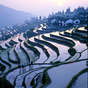 晨光中的梯田风光