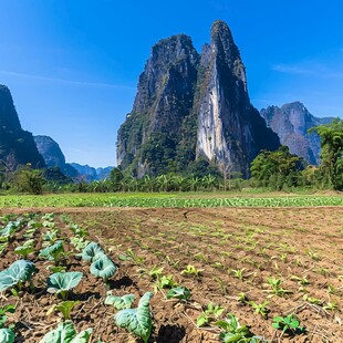 遇龙河岸菜地