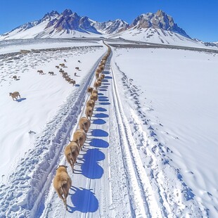 雪地驼队