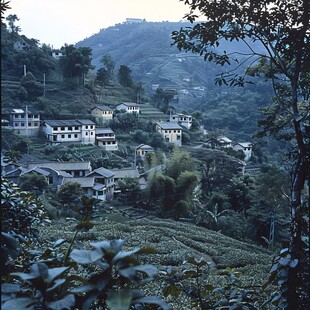 梅家坞茶山