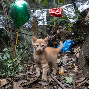 五峰园的黄猫