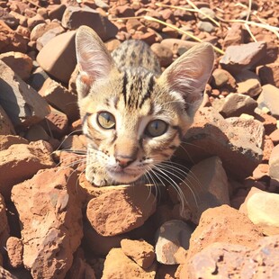 泥大花猫