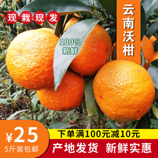 沃柑