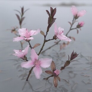 水境桃花