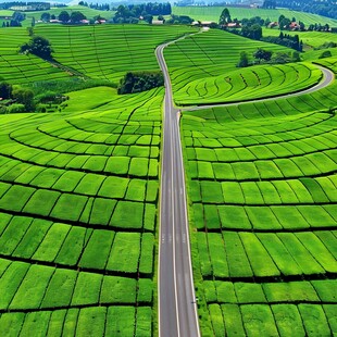 日本田间道