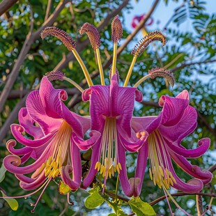 宝莲灯花特写