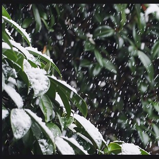 冬天大雪植物压雪