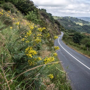 山路植物实景