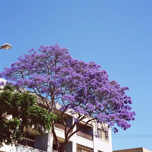 4月蓝花楹季